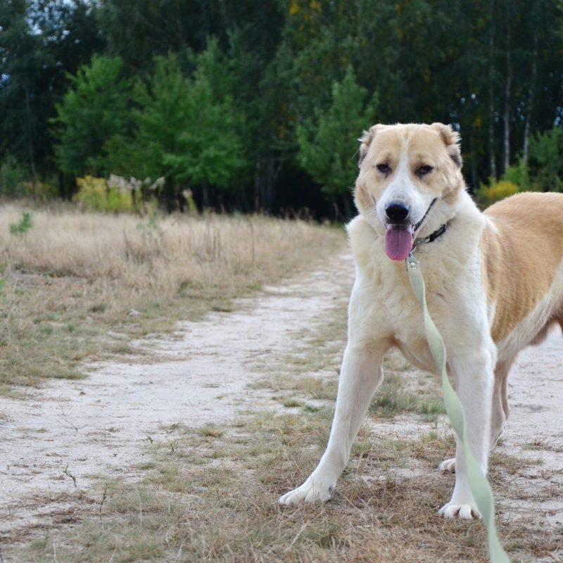 Копия Копия DSC_0105 (2)